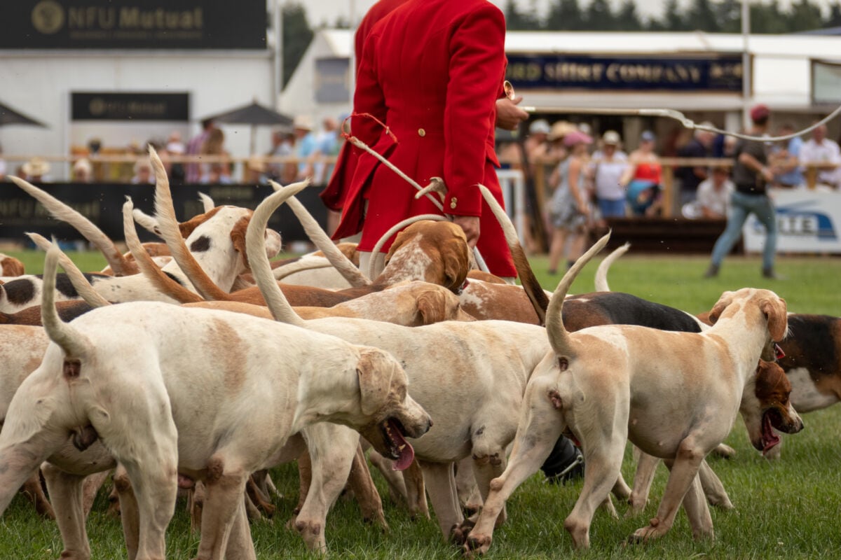 Hounds Parade The Game Fair