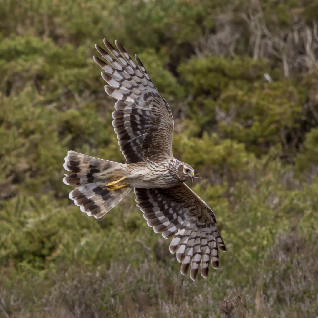 Hen Harrier