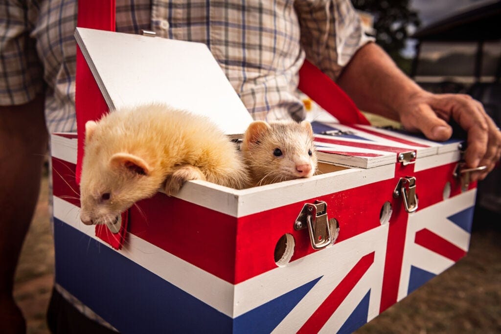 ferrets