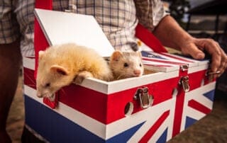 ferrets