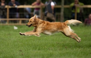 The Pet Gundog Display Team Working Dog Ring