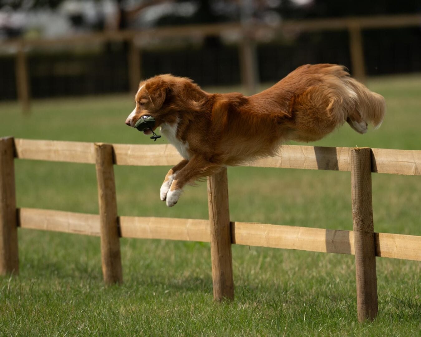 Gundog Euro Challenge Winner Nova Scotia Duck Tolling Retriever – TGF 2025, Joyce HG