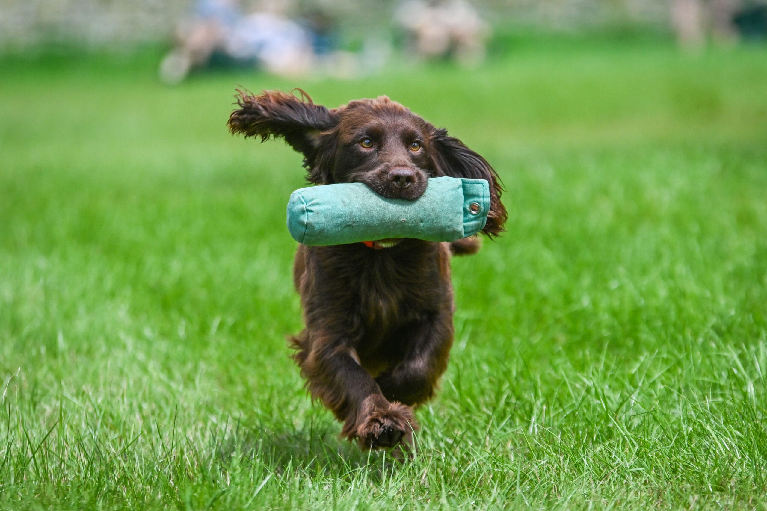 competitions-at-the-game-fair